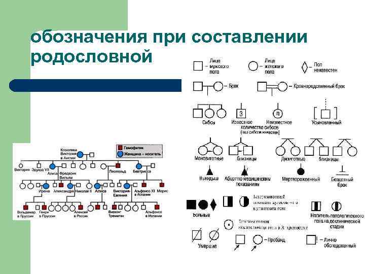 обозначения при составлении родословной 