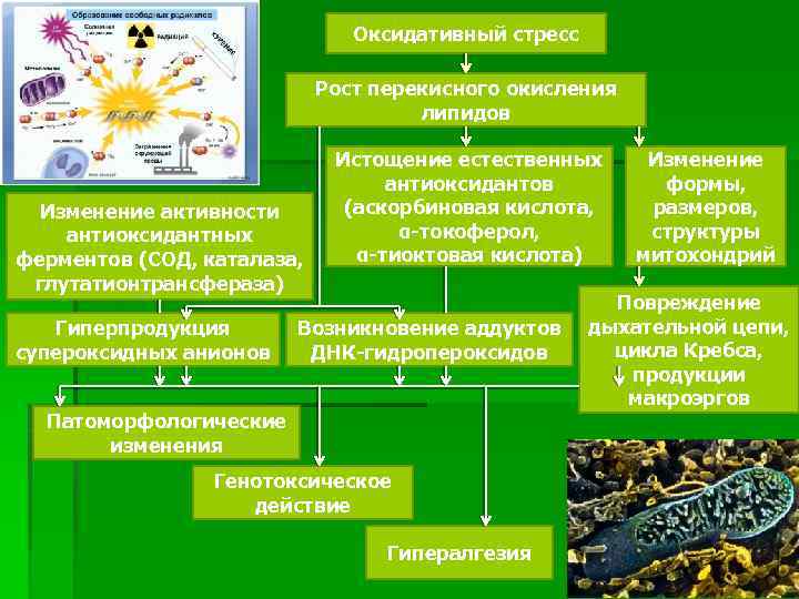 Последствия перекисного окисления липидов. Окислительный стресс причины и последствия. Оксидативный стресс механизм. Механизмы окислительного стресса. Свободные радикалы и окислительный стресс.