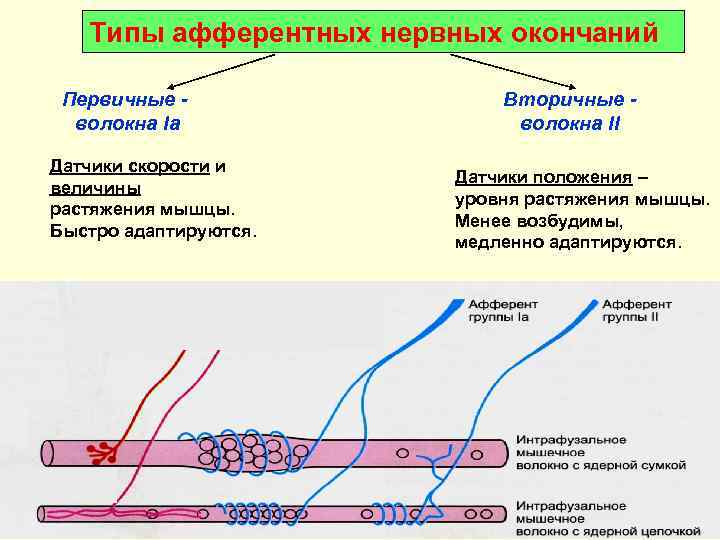 Типы афферентных нервных окончаний Первичные волокна Ia Датчики скорости и величины растяжения мышцы. Быстро