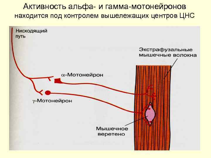 Активность альфа- и гамма-мотонейронов находится под контролем вышележащих центров ЦНС 
