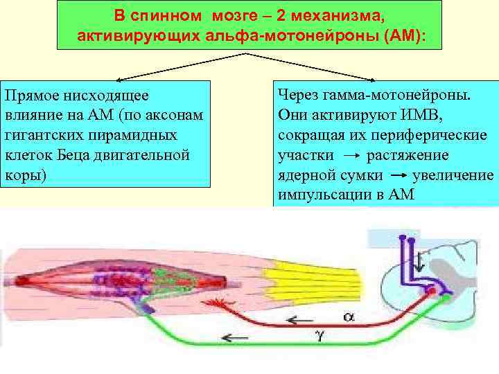 В спинном мозге – 2 механизма, активирующих альфа-мотонейроны (АМ): Прямое нисходящее влияние на АМ