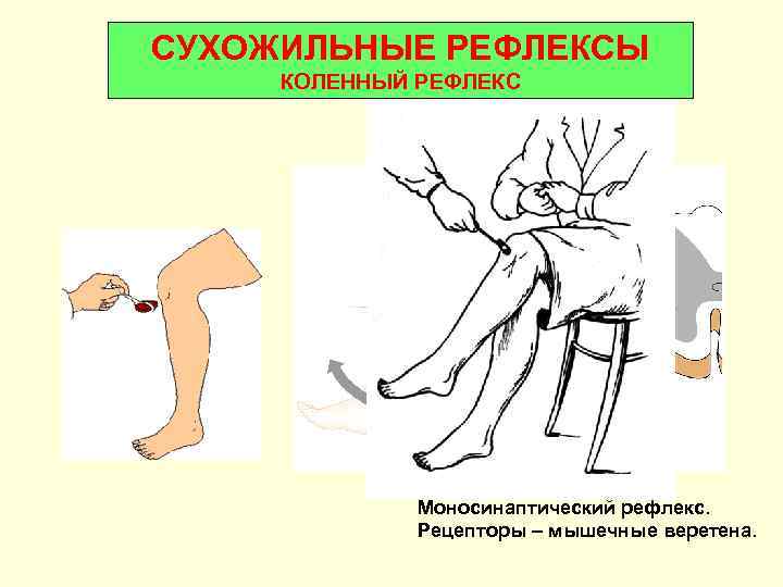 Схема коленного рефлекса биология 8 класс