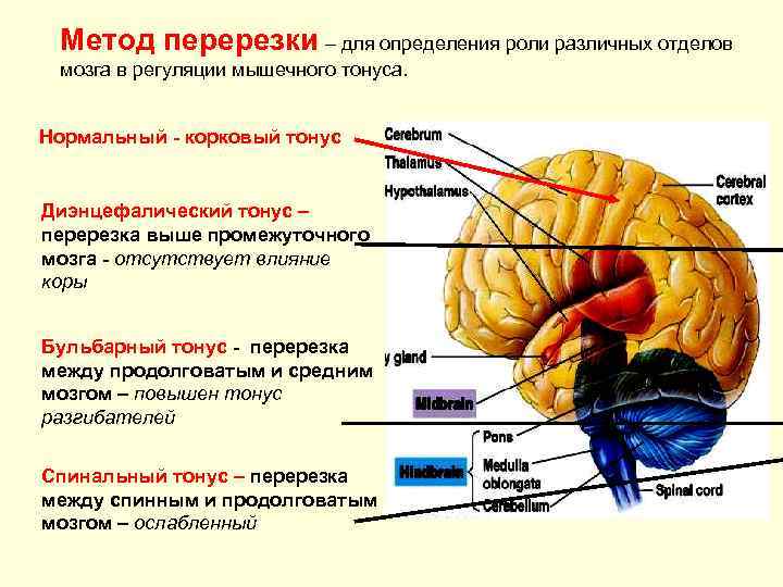 Метод перерезки – для определения роли различных отделов мозга в регуляции мышечного тонуса. Нормальный