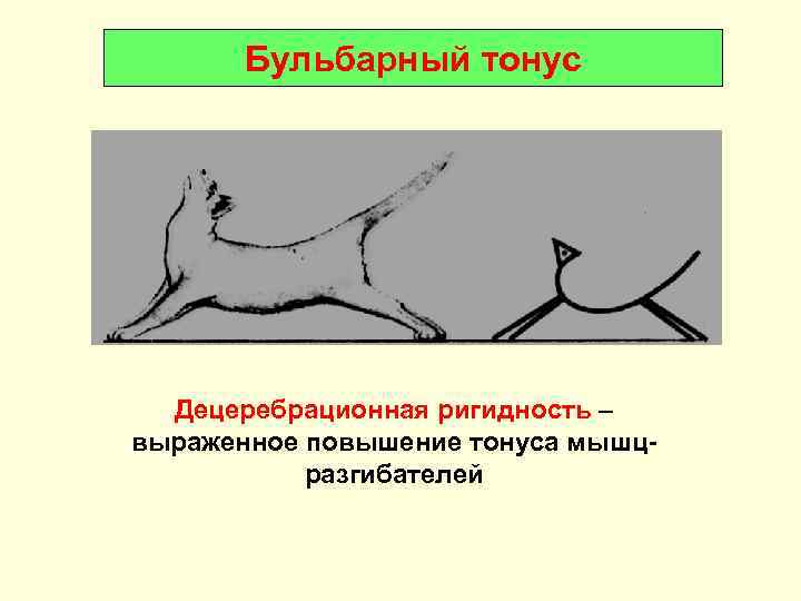Бульбарный тонус Децеребрационная ригидность – выраженное повышение тонуса мышцразгибателей 