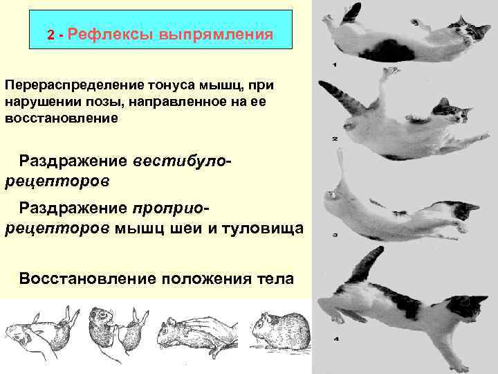2 - Рефлексы выпрямления Перераспределение тонуса мышц, при нарушении позы, направленное на ее восстановление