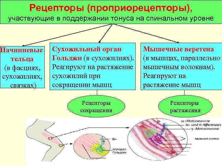 Рецепторы (проприорецепторы), участвующие в поддержании тонуса на спинальном уровне Пачиниевые тельца (в фасциях, сухожилиях,