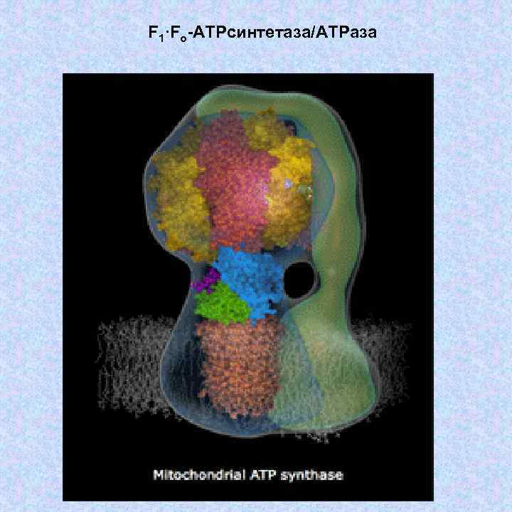 F 1∙Fo-ATPсинтетаза/ATPаза 