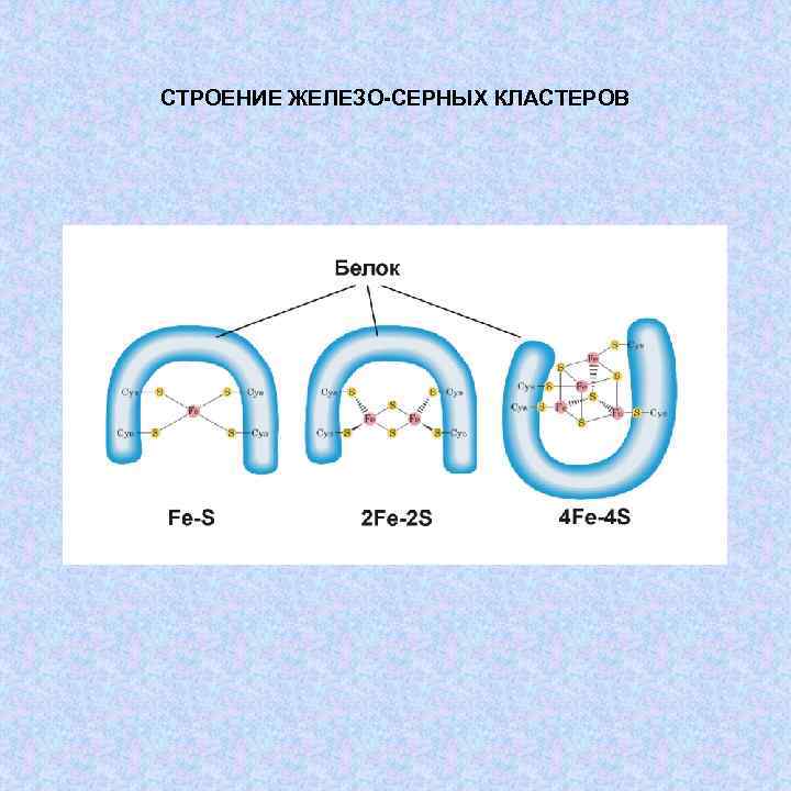 СТРОЕНИЕ ЖЕЛЕЗО-СЕРНЫХ КЛАСТЕРОВ 