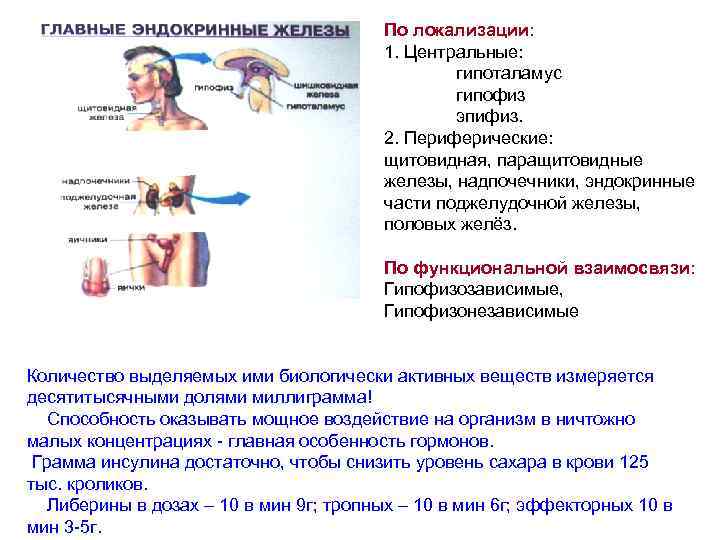 На рисунке схематично изображено гуморальное влияние гипофиза на функционирование щитовидной железы