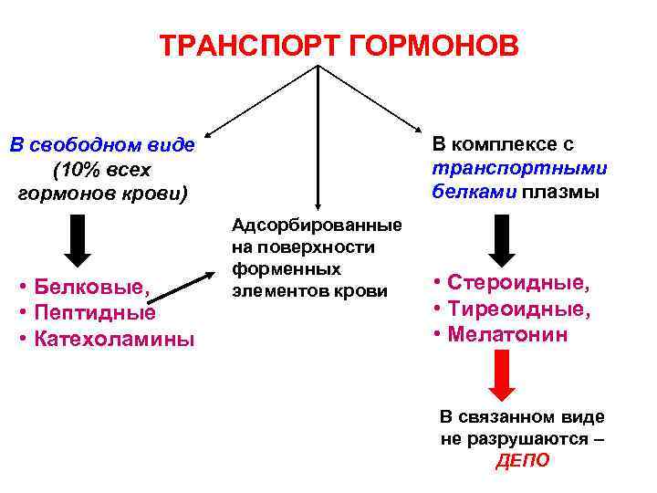 ТРАНСПОРТ ГОРМОНОВ В комплексе с транспортными белками плазмы В свободном виде (10% всех гормонов