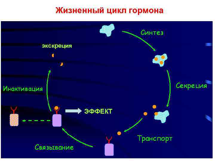 Жизненный цикл гормона экскреция ЭФФЕКТ 