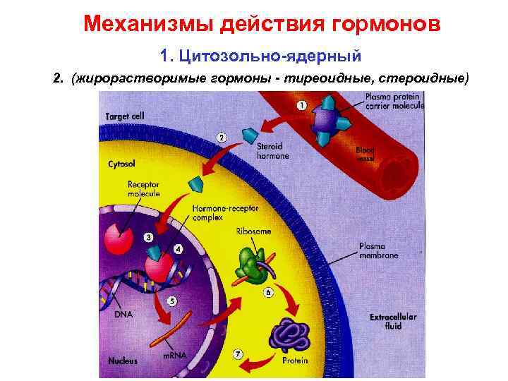 Механизмы действия гормонов 1. Цитозольно-ядерный 2. (жирорастворимые гормоны - тиреоидные, стероидные) 