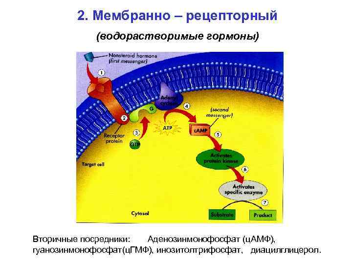 2. Мембранно – рецепторный (водорастворимые гормоны) Вторичные посредники: Аденозинмонофосфат (ц. АМФ), гуанозинмонофосфат(ц. ГМФ), инозитолтрифосфат,