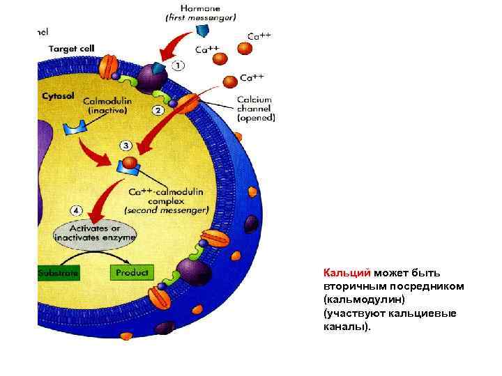 Кальций может быть вторичным посредником (кальмодулин) (участвуют кальциевые каналы). 
