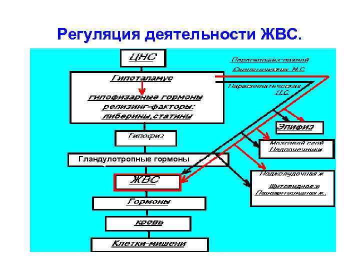 Регуляция деятельности ЖВС. Гландулотропные гормоны 