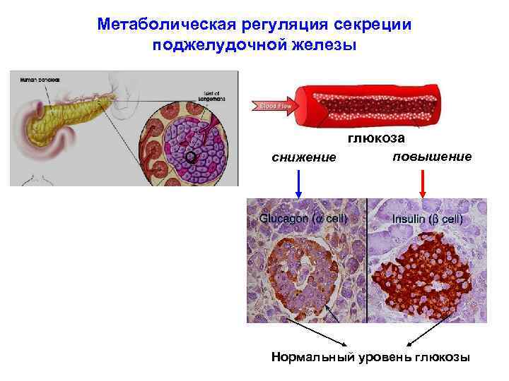 Метаболическая регуляция секреции поджелудочной железы глюкоза снижение повышение Нормальный уровень глюкозы 