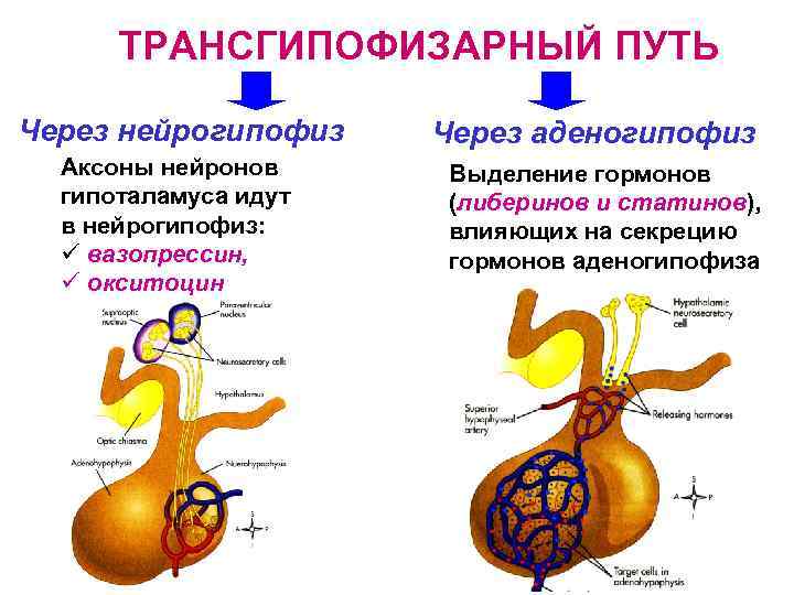 ТРАНСГИПОФИЗАРНЫЙ ПУТЬ Через нейрогипофиз Аксоны нейронов гипоталамуса идут в нейрогипофиз: ü вазопрессин, ü окситоцин