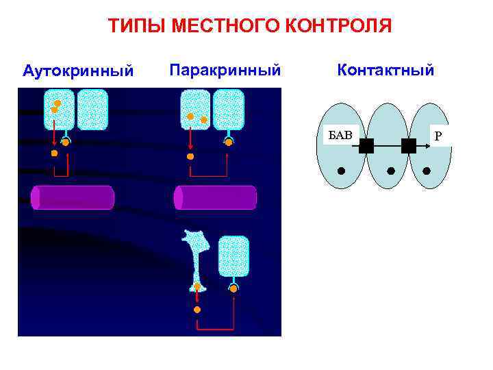 ТИПЫ МЕСТНОГО КОНТРОЛЯ Аутокринный Паракринный Контактный БАВ Р 