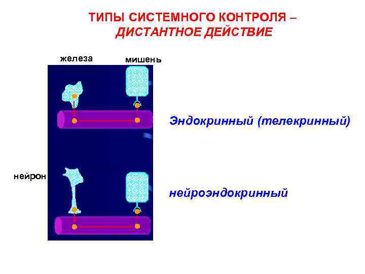 ТИПЫ СИСТЕМНОГО КОНТРОЛЯ – ДИСТАНТНОЕ ДЕЙСТВИЕ железа мишень Эндокринный (телекринный) нейрон нейроэндокринный 