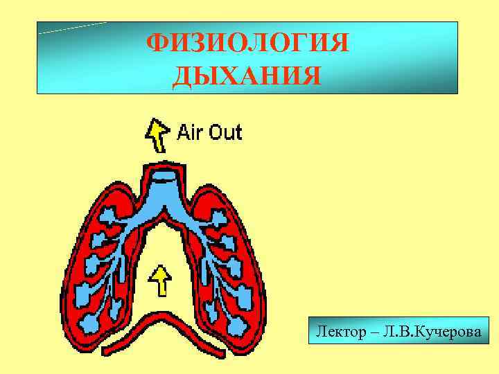 ФИЗИОЛОГИЯ ДЫХАНИЯ Лектор – Л. В. Кучерова 