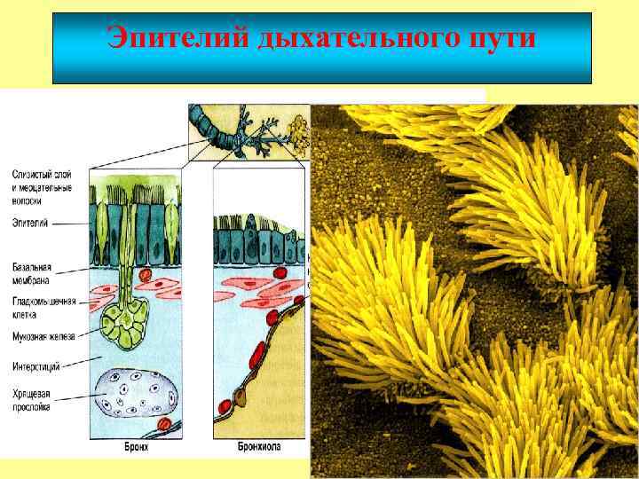 Эпителий дыхательного пути 