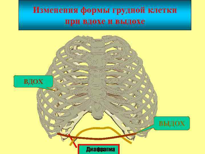 Изменения формы грудной клетки при вдохе и выдохе ВДОХ ВЫДОХ Диафрагма 