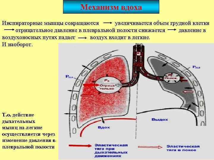 Дыхание в плевральной полости