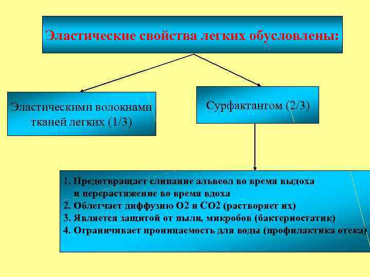 Эластические свойства легких обусловлены: Эластическими волокнами тканей легких (1/3) Сурфактантом (2/3) 1. Предотвращает слипание