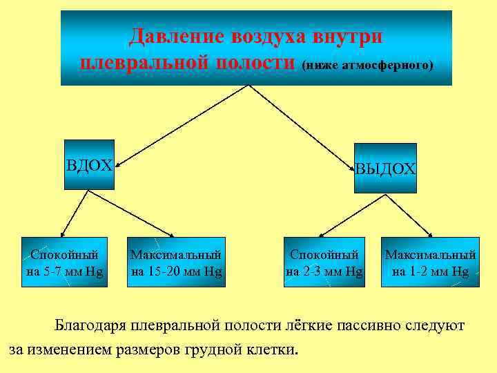 Давление воздуха внутри плевральной полости (ниже атмосферного) ВДОХ Спокойный на 5 -7 мм Нg