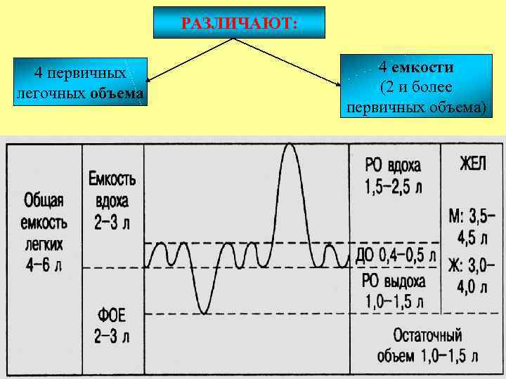 Легочные объемы схема