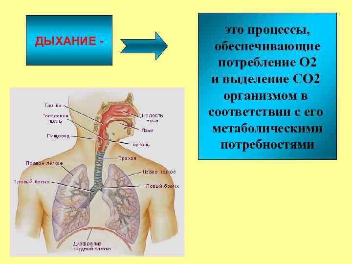 ДЫХАНИЕ - это процессы, обеспечивающие потребление О 2 и выделение СО 2 организмом в