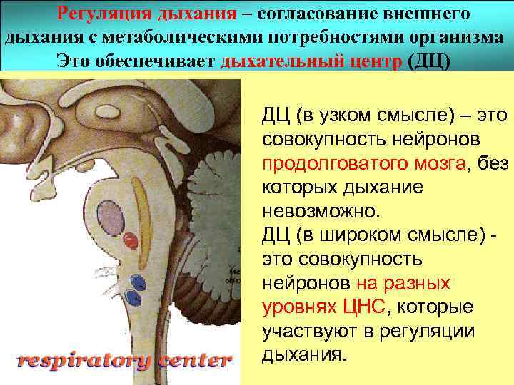 Регуляция дыхания – согласование внешнего дыхания с метаболическими потребностями организма Это обеспечивает дыхательный центр