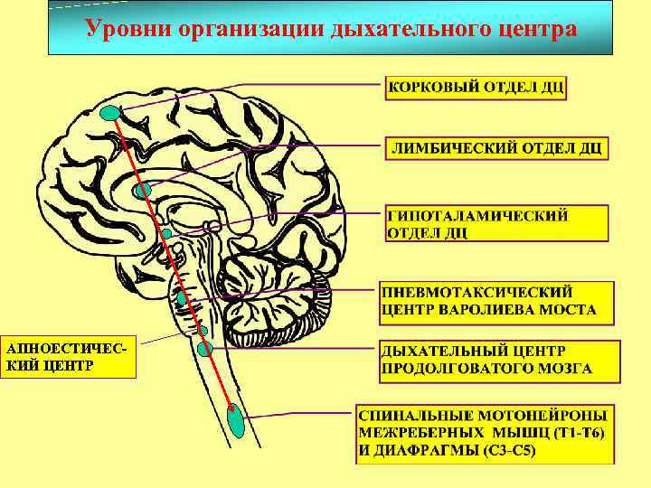 Уровни организации дыхательного центра АПНОЕСТИЧЕСКИЙ ЦЕНТР 