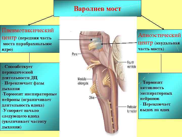 Варолиев мост Пневмотаксический центр (передняя часть моста парабрахиальное ядро) - Способствует периодической деятельности ДЦ