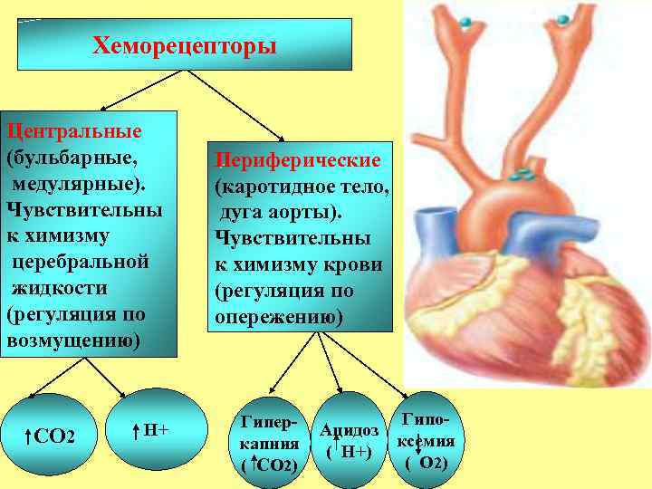 Хеморецепторы Центральные (бульбарные, медулярные). Чувствительны к химизму церебральной жидкости (регуляция по возмущению) СО 2