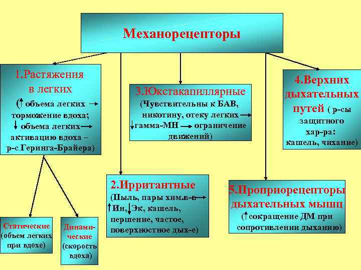 Механорецепторы желудка