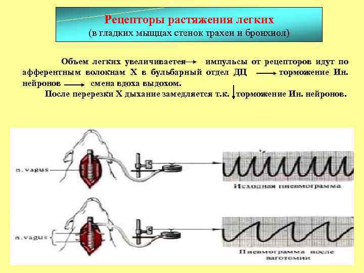 Рецепторы растяжения легких это. Рецепторы растяжения лёгких. Рецепторы дыхания физиология. Рефлексы рецепторов растяжения легких. Рецепторы растяжения легких это физиология.