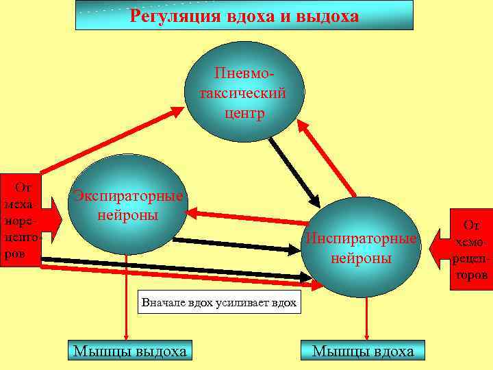 Регуляция вдоха и выдоха Пневмотаксический центр От механорецепторов Экспираторные нейроны Инспираторные нейроны Вначале вдох