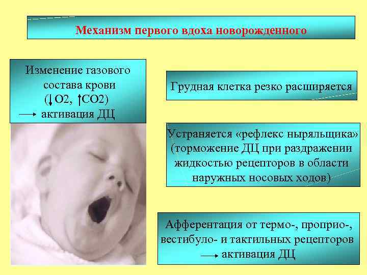 Механизм первого вдоха новорожденного Изменение газового состава крови ( О 2, СО 2) активация