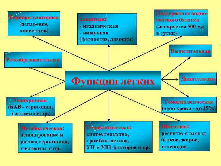 Терморегуляторная (испарение, конвекция) Защитная: - механическая - иммунная (фагоцитоз, лизоцим) Поддержание водносолевого баланса (испаряется