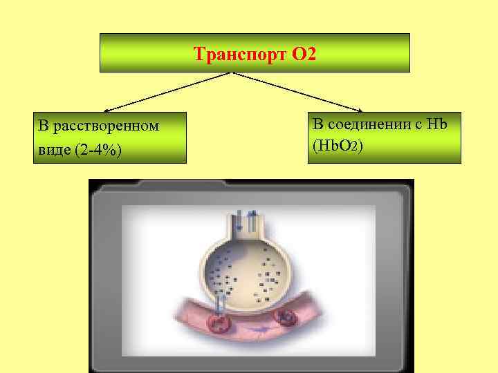 Транспорт О 2 В расстворенном виде (2 -4%) В соединении с Нb (Нb. О