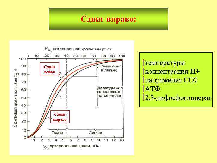 Сдвиг вправо: Сдвиг влево Сдвиг вправо температуры концентрации Н+ напряжения СО 2 АТФ 2,