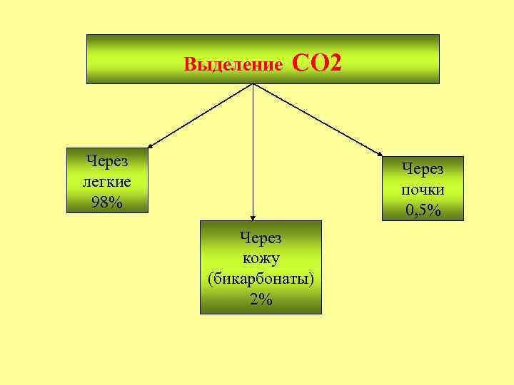 Выделение СО 2 Через легкие 98% Через почки 0, 5% Через кожу (бикарбонаты) 2%