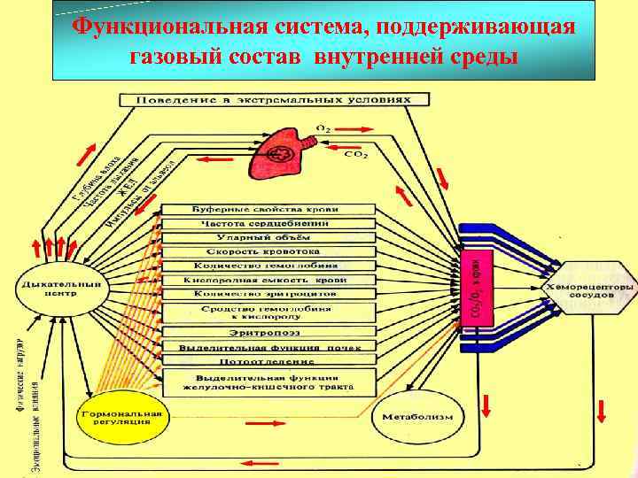 Функциональная система гомеостаза. Функциональная система обеспечивающая постоянство газового состава. ФС обеспечивающая постоянство газового состава крови. Функциональная система поддерживающая газовый гомеостаз. Схема функциональных систем организма физиология.