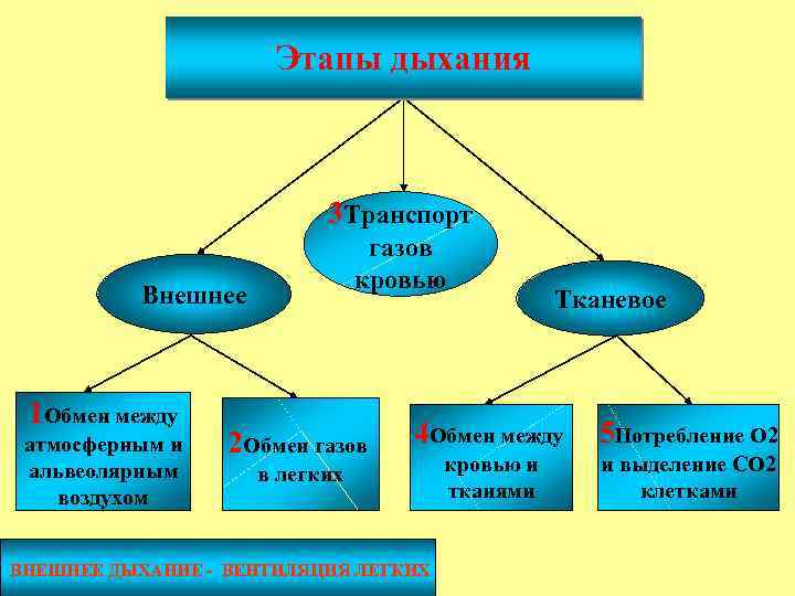 Этапы дыхания 3 Транспорт газов кровью Внешнее 1 Обмен между атмосферным и альвеолярным воздухом