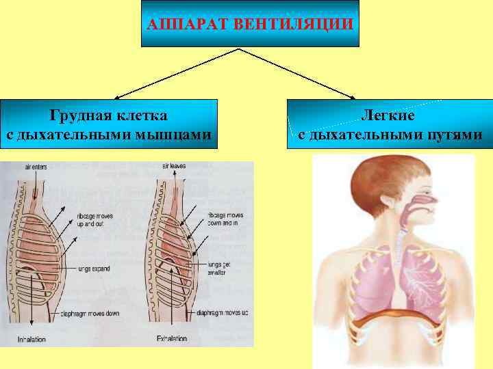 АППАРАТ ВЕНТИЛЯЦИИ Грудная клетка с дыхательными мышцами Легкие с дыхательными путями 