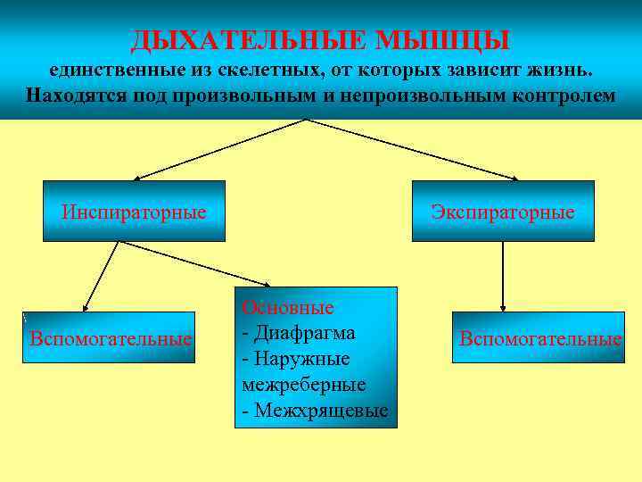 ДЫХАТЕЛЬНЫЕ МЫШЦЫ единственные из скелетных, от которых зависит жизнь. Находятся под произвольным и непроизвольным