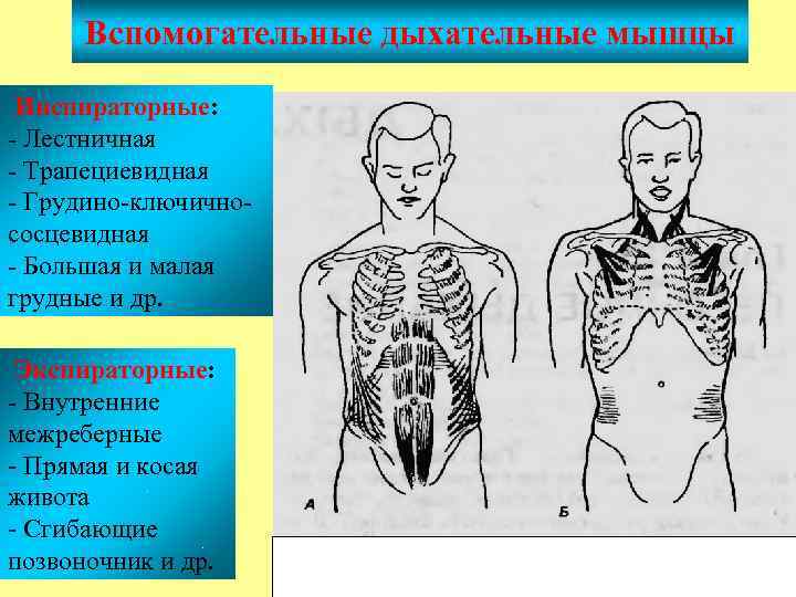 Вспомогательные дыхательные мышцы Инспираторные: - Лестничная - Трапециевидная - Грудино-ключичнососцевидная - Большая и малая