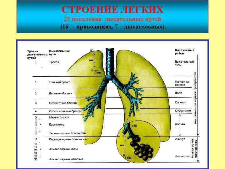 Схема строения легких