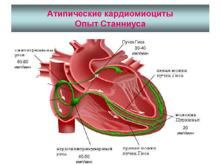 Атипические кардиомиоциты Опыт Станниуса Пучок Гиса 30 -40 имп/мин 60 -80 имп/мин 20 имп/мин